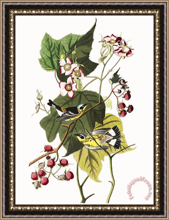John James Audubon Black & Yellow Warblers Framed Print