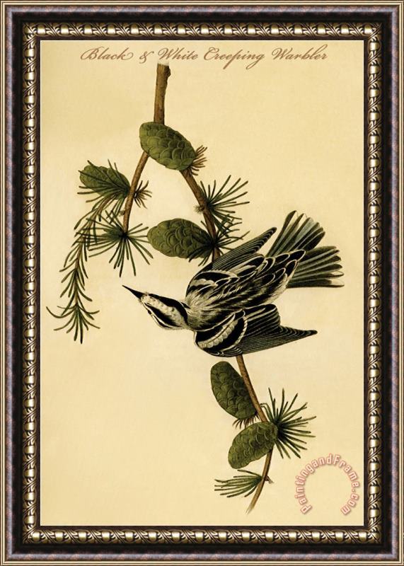 John James Audubon Black And White Creeping Warbler Framed Print