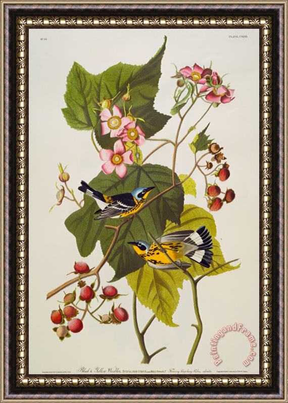 John James Audubon Black And Yellow Warbler Framed Print