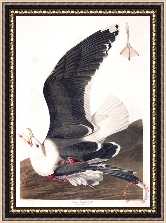 John James Audubon Black Backed Gull Framed Painting