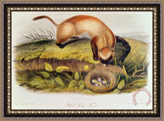 John James Audubon Black Footed Ferret From Quadrupeds of North America Framed Painting