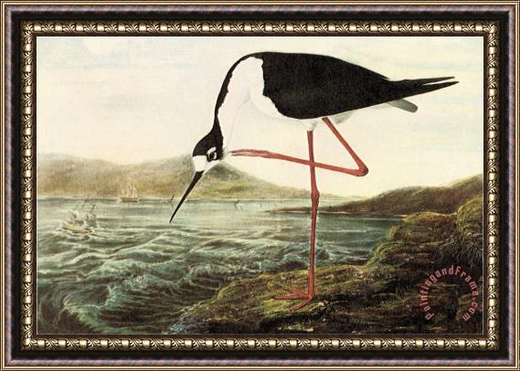 John James Audubon Black Necked Stilt Framed Print