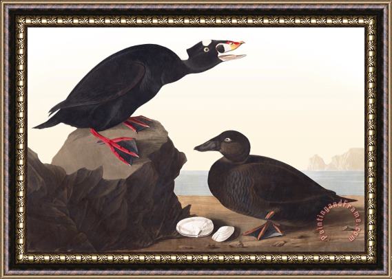 John James Audubon Black, Or Surf Duck Framed Painting