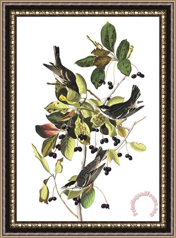 John James Audubon Black Poll Warbler Framed Print