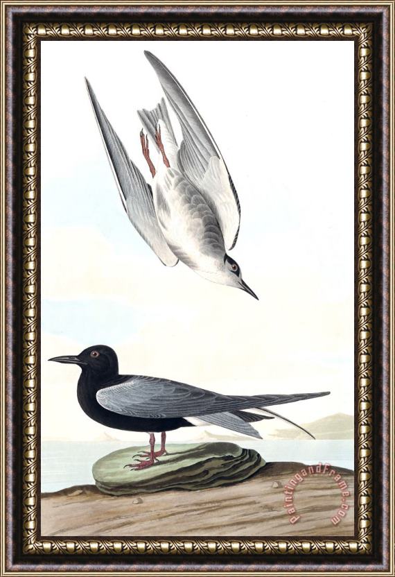 John James Audubon Black Tern Framed Print