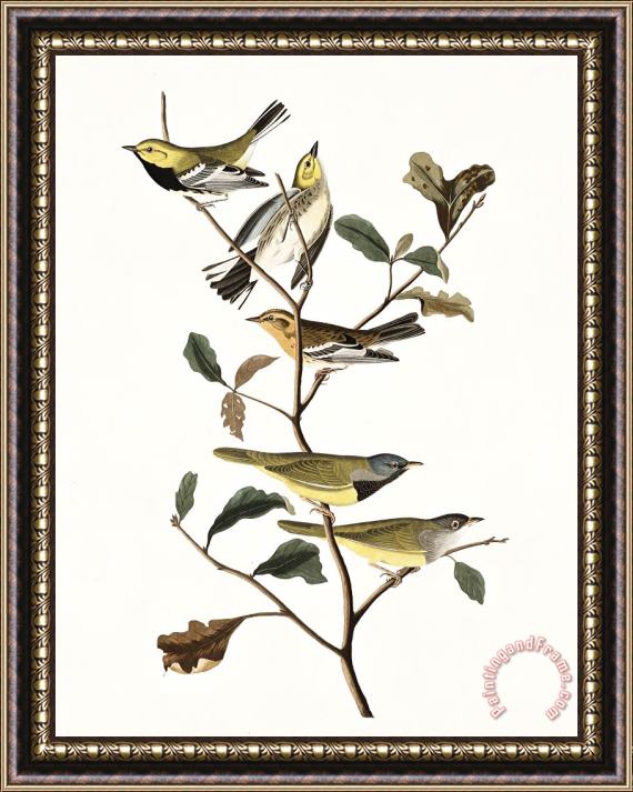 John James Audubon Black Throated Green Warbler, Blackburnian, Mourning Warbler Framed Print