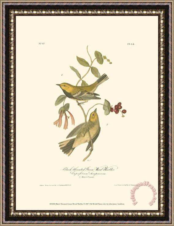 John James Audubon Black Throated Green Wood Warbler Framed Print