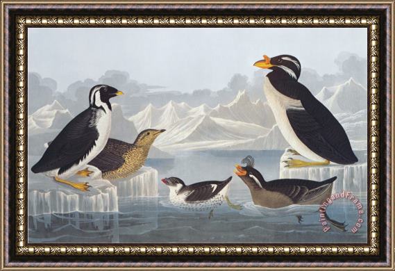 John James Audubon Black Throated Guillemot And Nobbed Billed Auk Framed Painting
