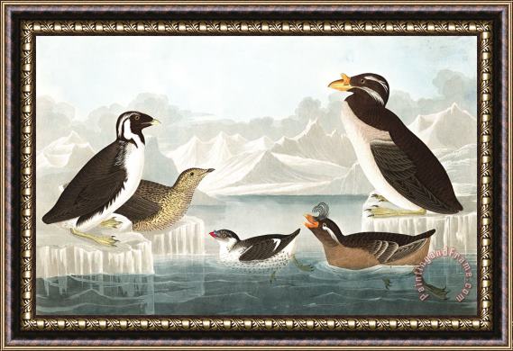 John James Audubon Black Throated Guillemot, Nobbed Billed Auk, Curled Crested Auk, Horned Billed Guillemot Framed Print