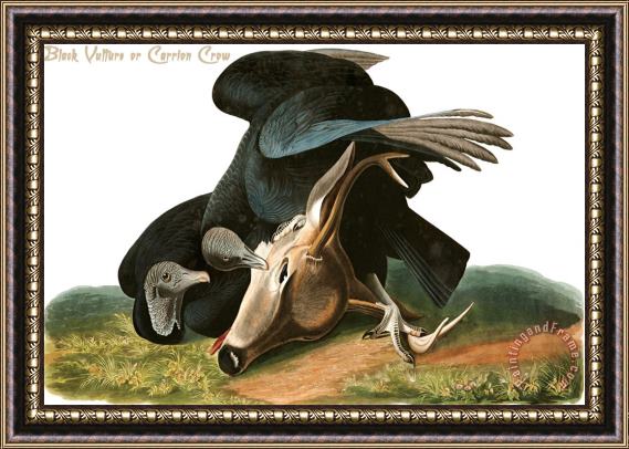John James Audubon Black Vulture Or Carrion Crow Framed Print