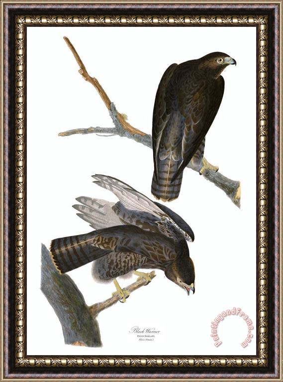 John James Audubon Black Warrior Framed Painting