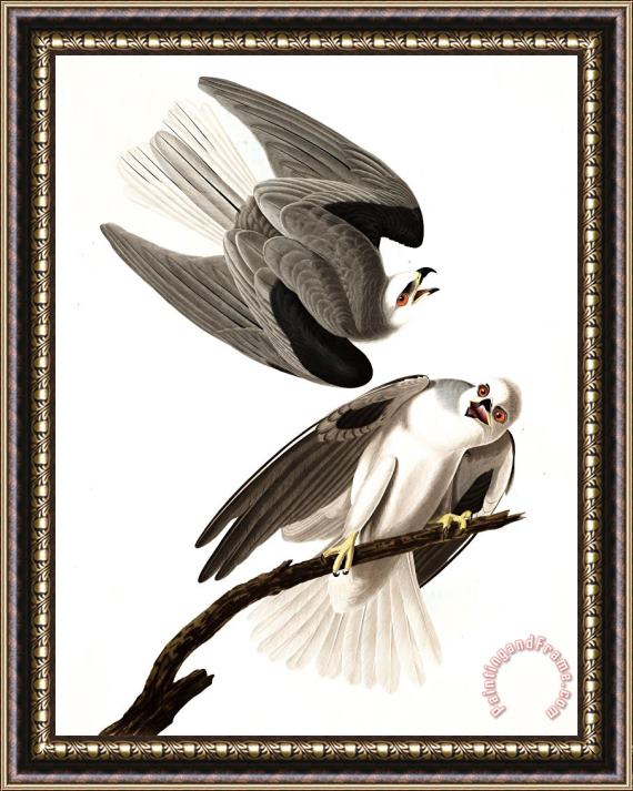 John James Audubon Black Winged Hawk Framed Print