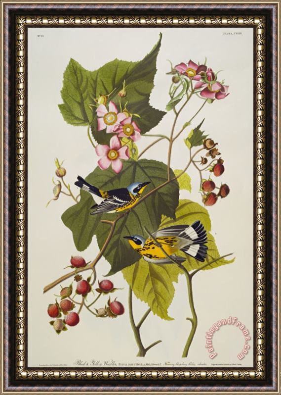 John James Audubon Black Yellow Magnolia Warbler Dendroica Magnolia Plate Cxxiii From The Birds of America Framed Painting