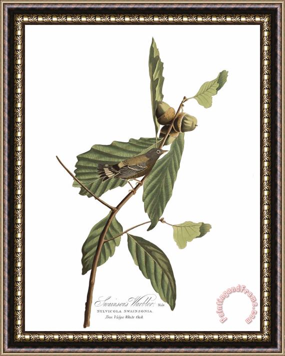 John James Audubon Black & Yellow Warbler Framed Painting