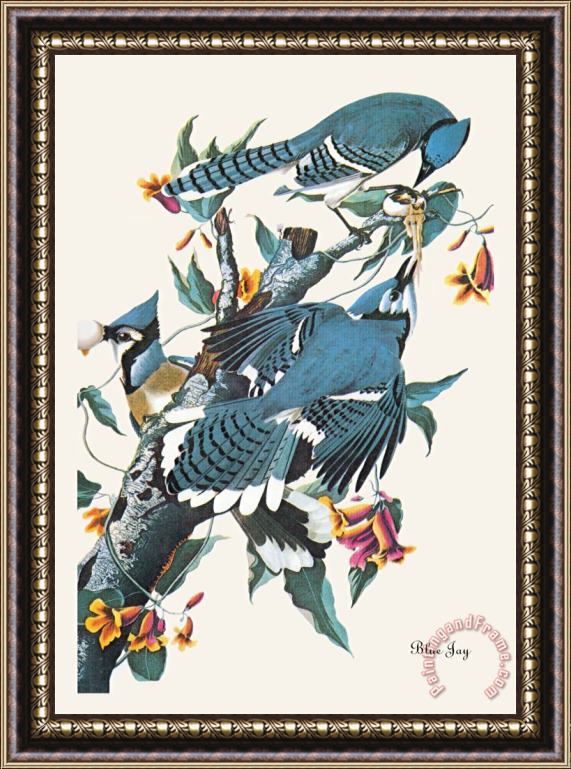 John James Audubon Blue Jay Framed Painting