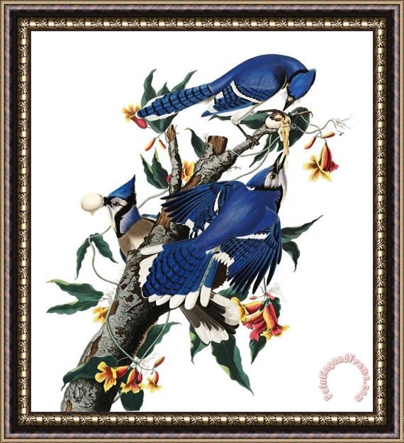 John James Audubon Blue Jay Framed Painting