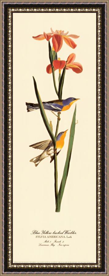 John James Audubon Blue Yellow Backed Warbler Framed Print