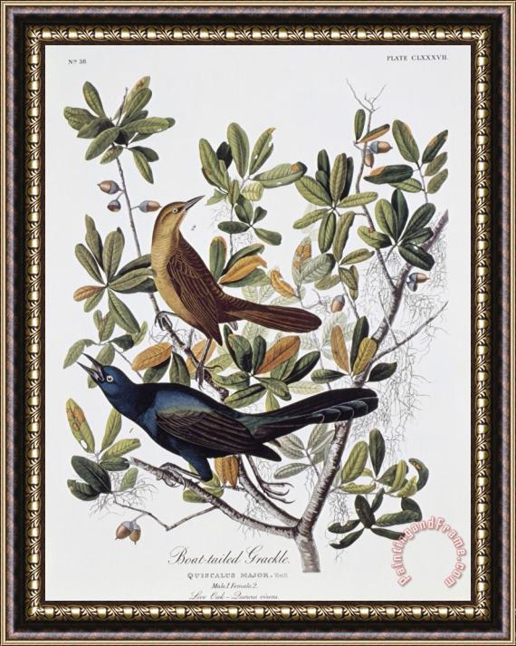 John James Audubon Boat Tailed Grackle Male And Female Framed Print