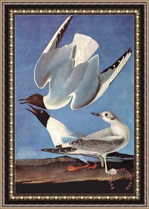 John James Audubon Bonapartes Gull Framed Print