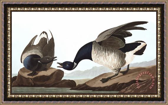 John James Audubon Brant Goose Framed Print