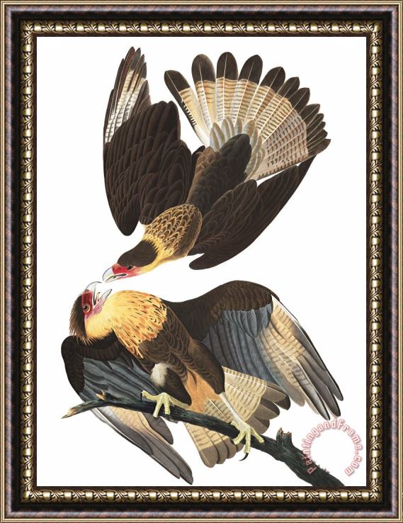 John James Audubon Brasilian Caracara Eagle Framed Painting