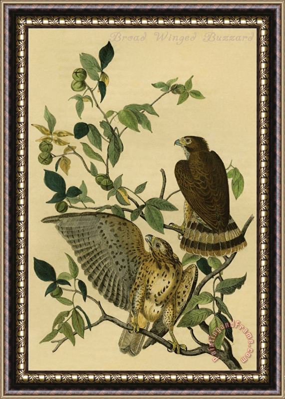 John James Audubon Broad Winged Buzzard Framed Painting