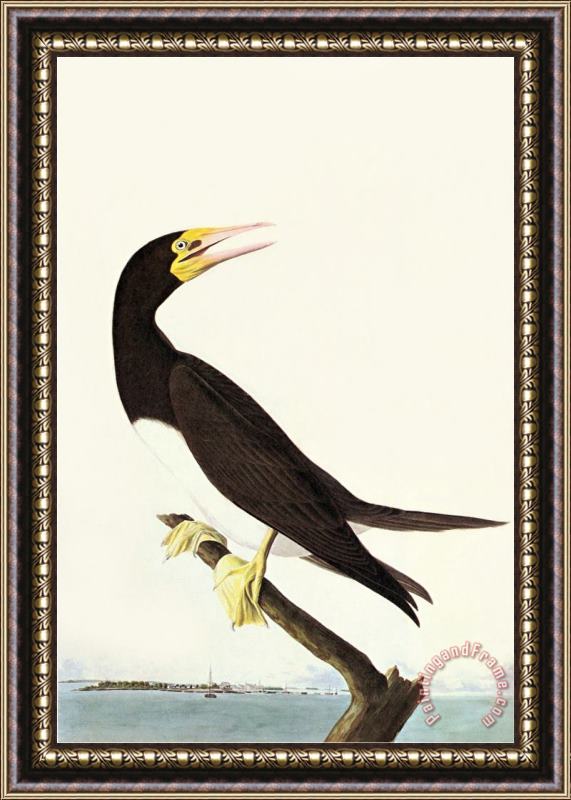 John James Audubon Brown Booby Framed Painting