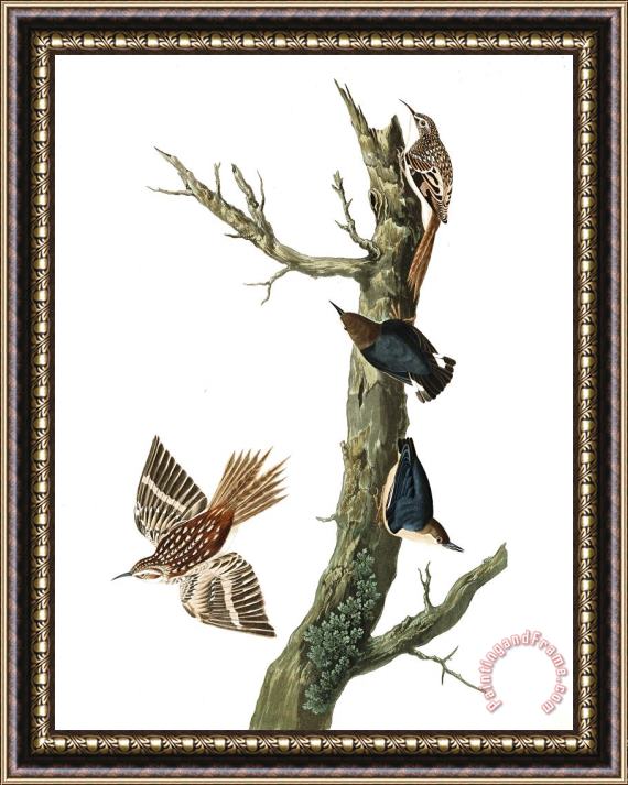 John James Audubon Brown Creeper, Or Californian Nuthatch Framed Print