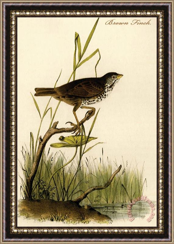 John James Audubon Brown Finch Framed Painting