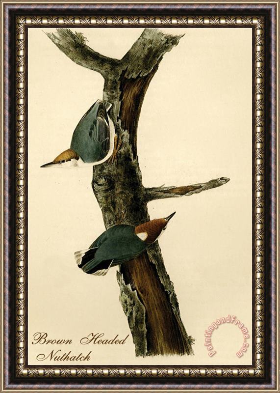 John James Audubon Brown Headed Nuthatch Framed Painting