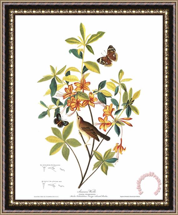 John James Audubon Brown Headed Worm Eating Warbler Framed Print