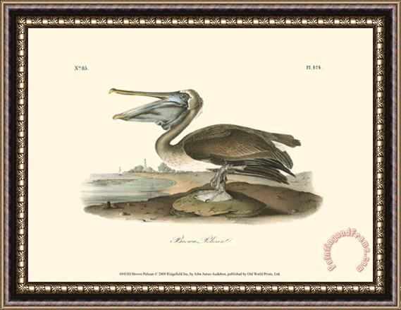 John James Audubon Brown Pelican Framed Painting