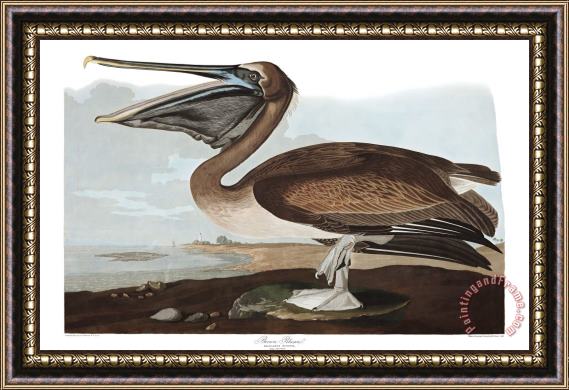 John James Audubon Brown Pelican Framed Painting