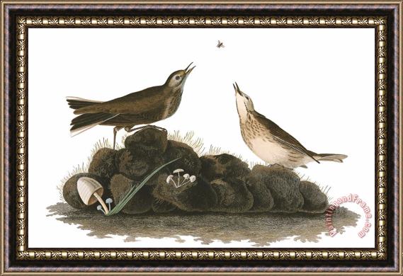 John James Audubon Brown Titlark Framed Painting