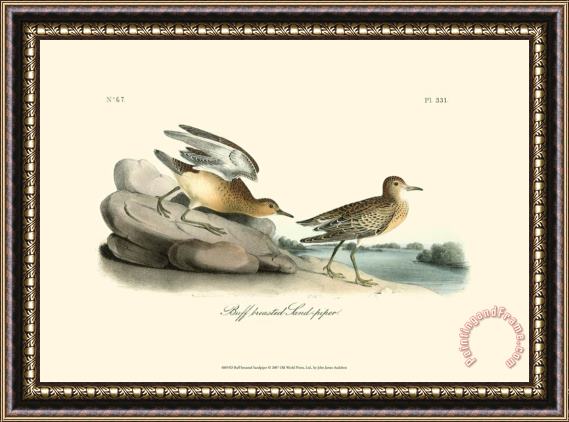 John James Audubon Buff Breasted Sandpiper Framed Painting