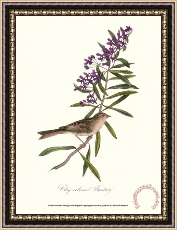 John James Audubon Bunting Framed Print