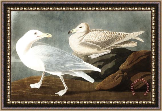 John James Audubon Burgomaster Gull Framed Painting