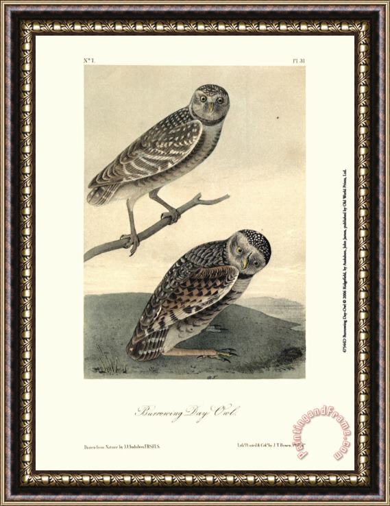 John James Audubon Burrowing Day Owl Framed Painting