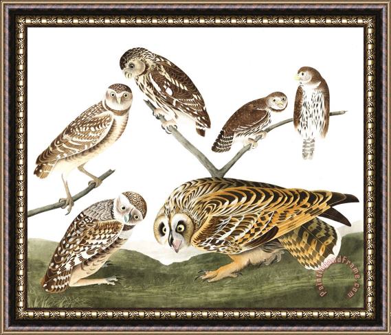 John James Audubon Burrowing Owl, Large Headed Burrowing Owl, Little Night Owl, Columbian Owl, Short Eared Owl Framed Painting