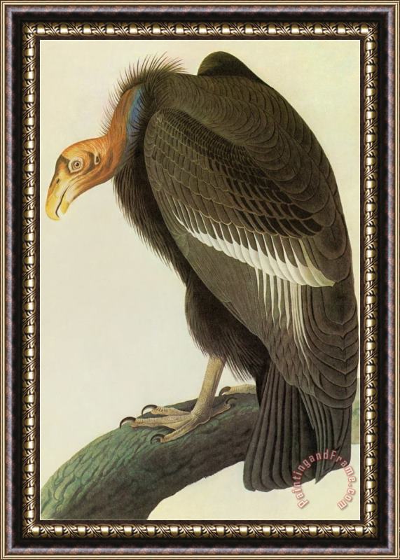 John James Audubon California Condor Framed Print