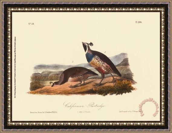 John James Audubon California Partridge Framed Painting