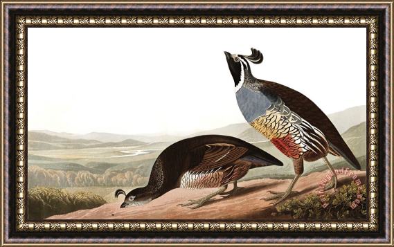 John James Audubon California Partridge Framed Print