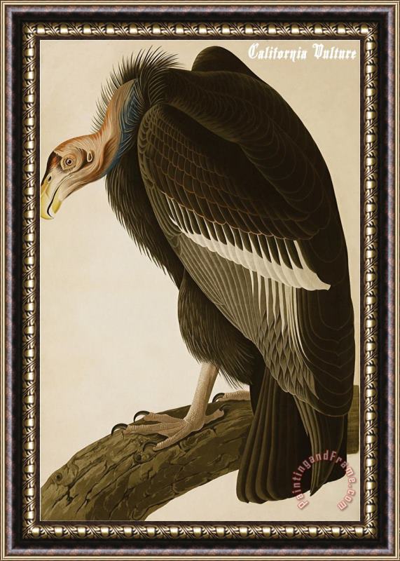 John James Audubon California Vulture Framed Painting