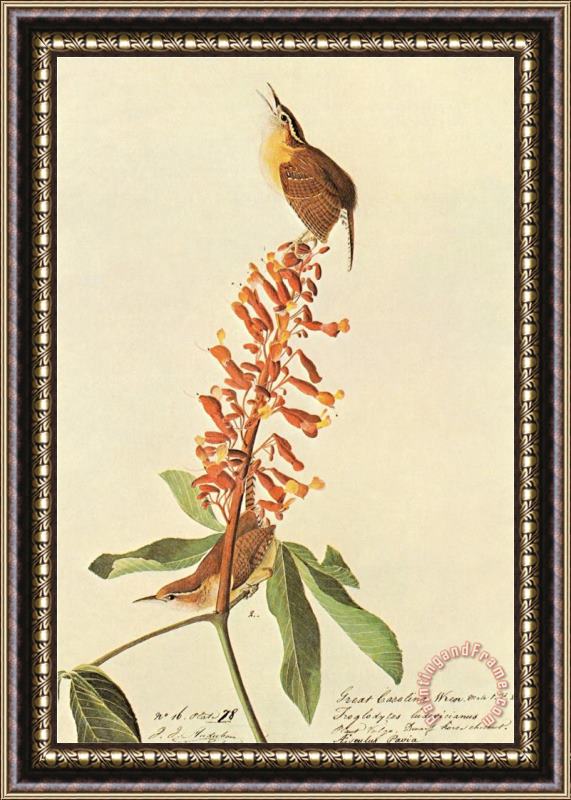 John James Audubon California Wren Framed Print