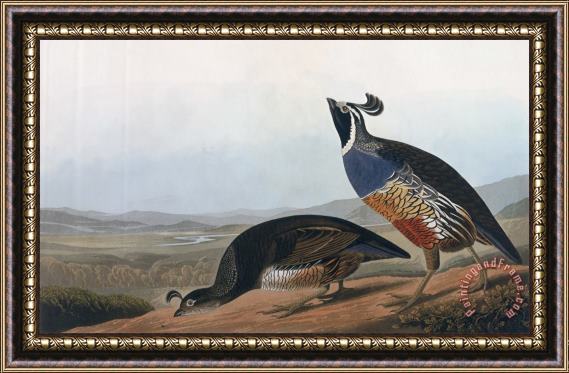 John James Audubon Californian Partridge Framed Painting