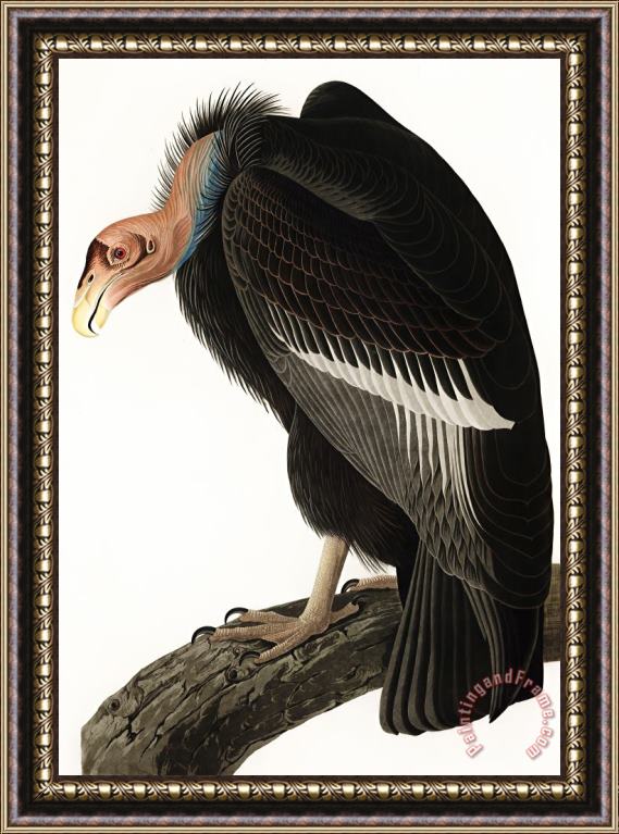 John James Audubon Californian Vulture Framed Painting
