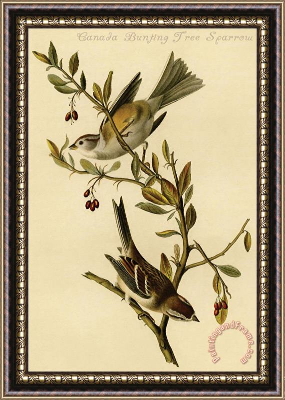John James Audubon Canada Bunting Tree Sparrow Framed Painting