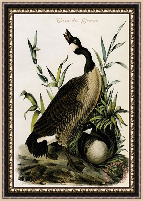 John James Audubon Canada Goose Framed Painting