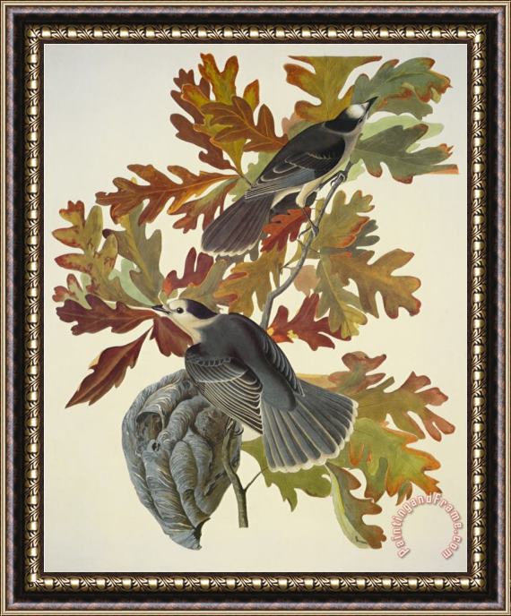 John James Audubon Canada Jay Framed Painting