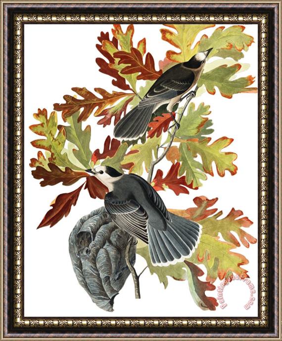 John James Audubon Canada Jay Framed Painting